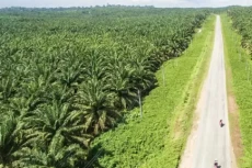 Penertiban Lahan Sawit...