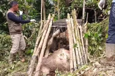 Harimau Sumatera yang...
