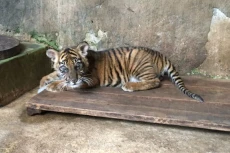 Bayi Harimau Sumatra...