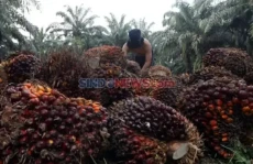 BPDP Bantu Anak Petani...