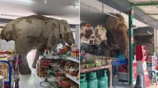 Gajah Liar Rampok Toko...