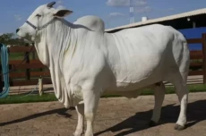 Harga Sapi Viatina-19...