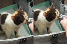 Harga Kucing Uya Kuya...