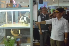 Gelar Depok Animal Expo,...