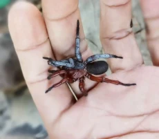 Spesies Baru Laba-laba...
