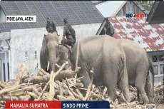 Gajah Bantu Evakuasi...