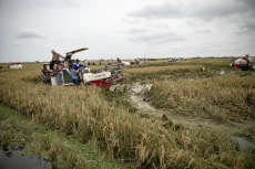 Indonesia Capai Swasembada...