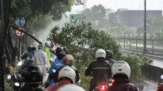 Hujan Deras, Pohon Tumbang...
