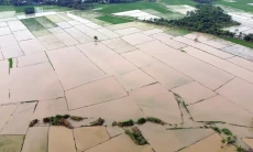 39.000 Hektare Sawah...