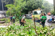 4 Pohon di Jaktim dan...