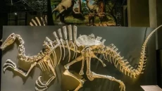 Dinosaurus yang Pernah...