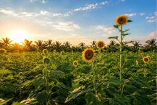 Manfaat Sunflower Oil...