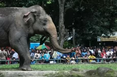 Buntut Pengunjung Masuk...