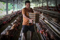 Harga Telur Rp32.000...