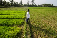 Lahan Pertanian Alami...
