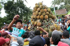 Festival Durian Sumberasri...