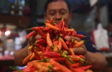Harga Cabai Rawit Naik...