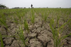 Sawah Mengering di Indramayu,...