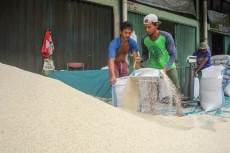Impor Beras Sebagai...