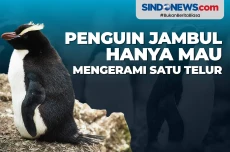 Perilaku Aneh Penguin...