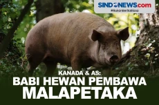 Babi Diakui Kanada dan...