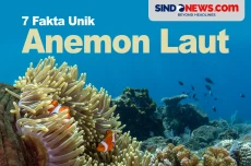 7 Fakta Unik Anemon...