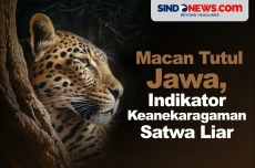 Macan Tutul Jawa Menjadi...