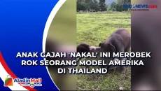 Anak Gajah Nakal Ini...