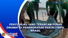 Penyu Hijau yang Terancam...