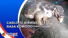 Unik, Mengenal Biawak...