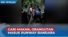 Orangutan Masuk Runway...