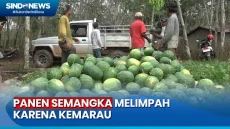 Berkah Kemarau, Petani...