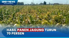 Kemarau Panjang di Jawa...