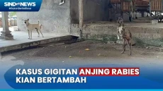 Kasus Gigitan Anjing...