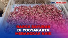 Harga Sayuran di Yogyakarta...