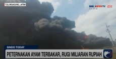 Peternakan Ayam Ludes...