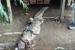 Kemunculnya Meresahkan, Buaya Muara Ditangkap Warga di Dekat Permukiman