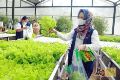 Unpad Kembangkan Kebun Hidroponik Berbasis IoT