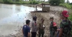 Penampakan Buaya 5 Meter di Ladang Pertanian Gegerkan Warga Manggala Makassar