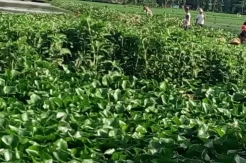 10 Hektar Sawah Milik Warga di Wajo Dipenuhi Tumbuhan Enceng Gondok