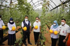 Anies Panen Melon di AEW Cilangkap: Alhamdulillah, Menikmati Sisi Lain Jakarta