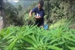 Temuan Puluhan Ribu Batang Tanaman Ganja Menggemparkan Madina