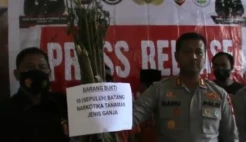 Residivis Curas di OKU Kamuflase Kebun Kopi 1,5 Hektare Jadi Ladang Ganja