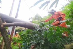 Pohon Angsana Tumbang, Atap RPTRA Tipar Cakung Bolong