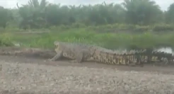 Penampakan Buaya 5 Meter Berkeliaran di Daratan Resahkan Warga
