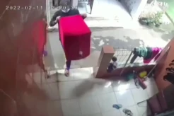 Heboh Burung Kontes Seharga Rp5 Juta Milik Warga Pasar Rebo Dimaling