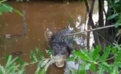 Buaya Monster Berbobot 700 Kg Pemangsa Manusia Akhirnya Ditangkap