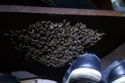 Heboh, Ratusan Tawon Serbu Rumah Ketua RT di Sukmajaya Depok