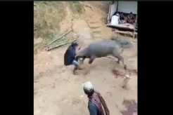 Kerbau Ngamuk dan Menyeruduk Warga Toraja Utara saat Akan Disembelih