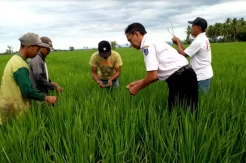 Dongkrak Hasil Pertanian, Pemprov Sulsel Genjot Program Mandiri Benih